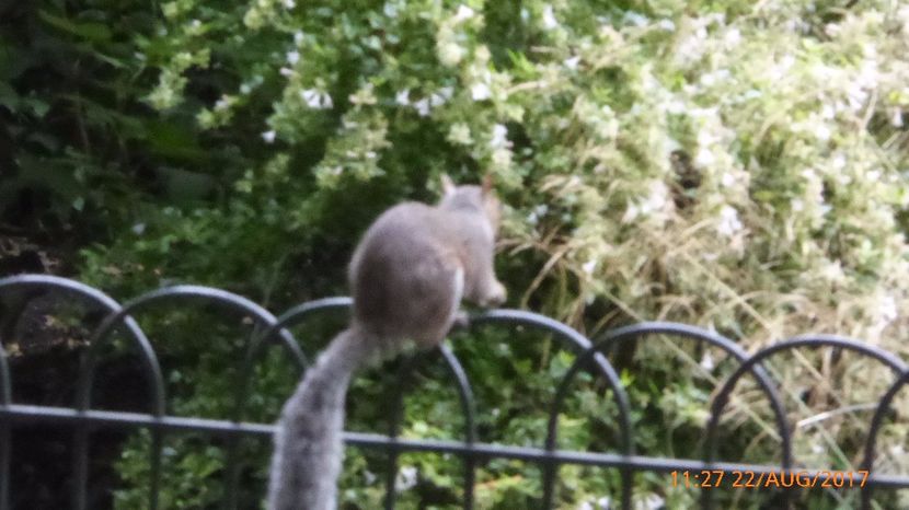 P1040412 - LONDON 22 AUG 2017