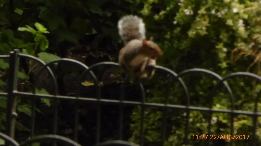 P1040413 - LONDON 22 AUG 2017