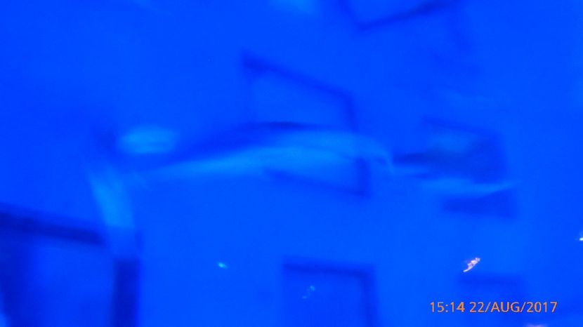 P1040490 - LONDON 22 AUG 2017