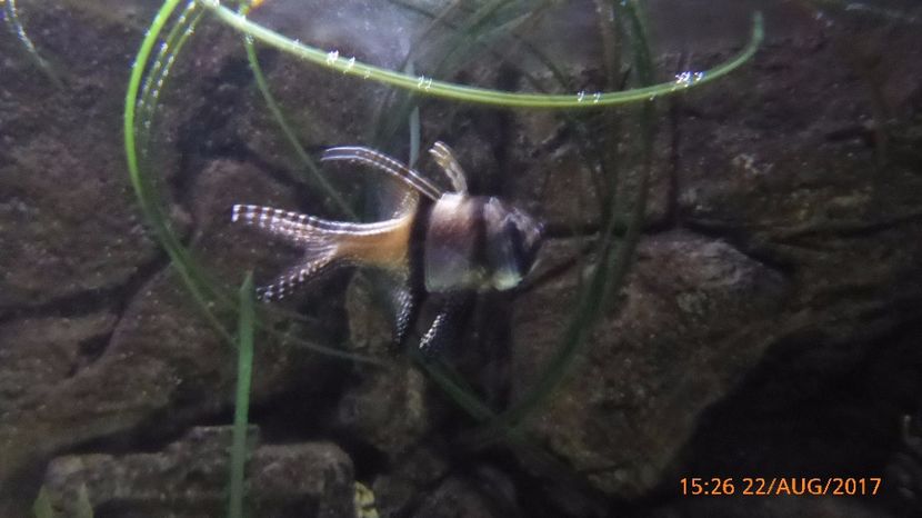 P1040520 - LONDON 22 AUG 2017