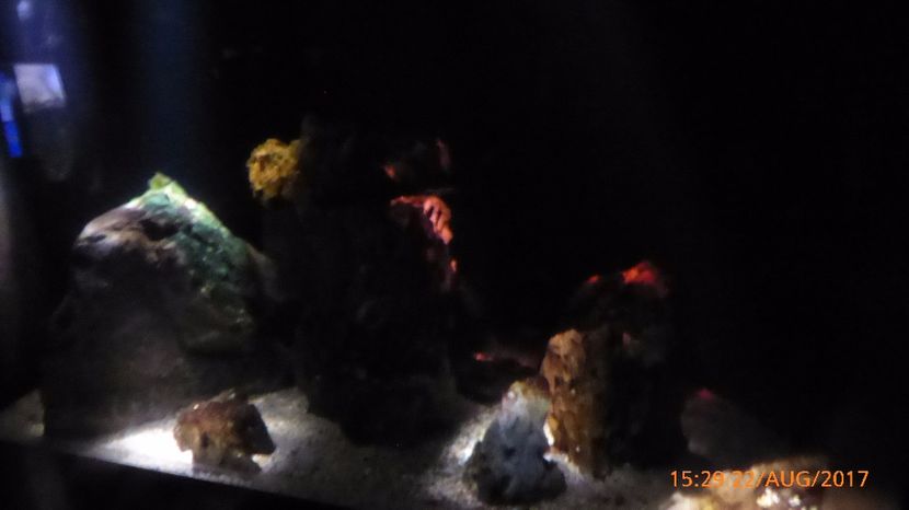 P1040528 - LONDON 22 AUG 2017