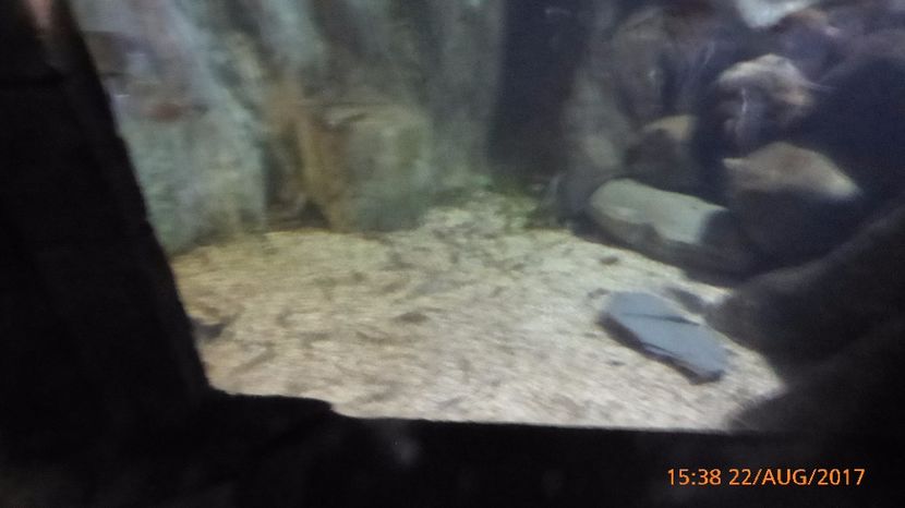 P1040541 - LONDON 22 AUG 2017