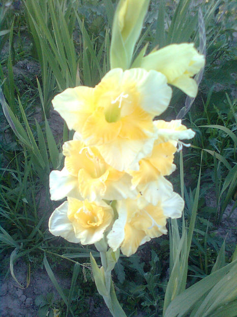 Buggy - GLADIOLE - 2014 - 2017