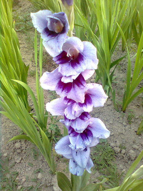 Vista v2 - GLADIOLE - 2014 - 2017