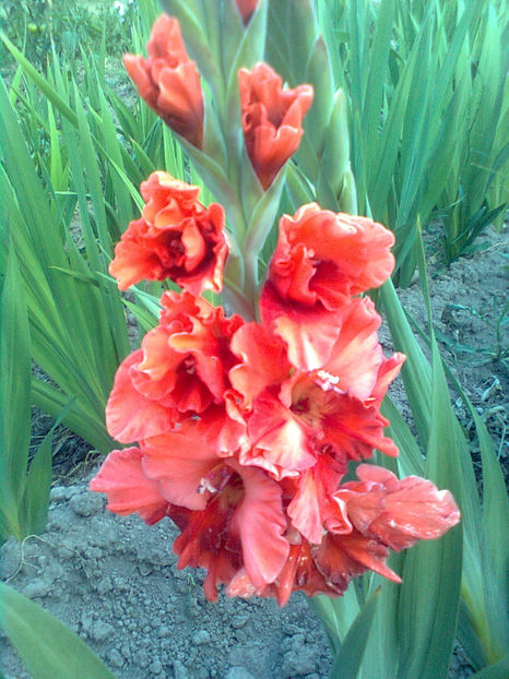  - GLADIOLE - 2014 - 2017