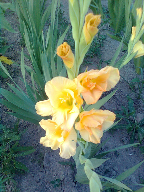  - GLADIOLE - 2014 - 2017