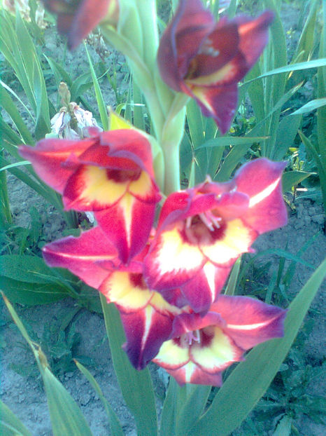  - GLADIOLE - 2014 - 2017