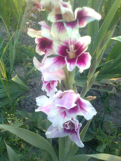 Adrienne - GLADIOLE - 2014 - 2017