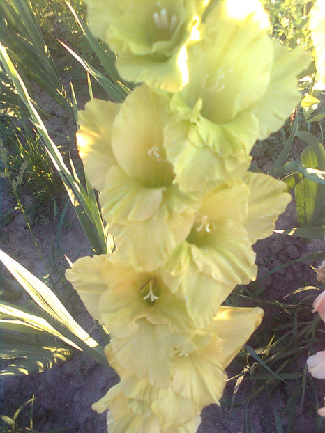 Green star v2 - GLADIOLE - 2014 - 2017