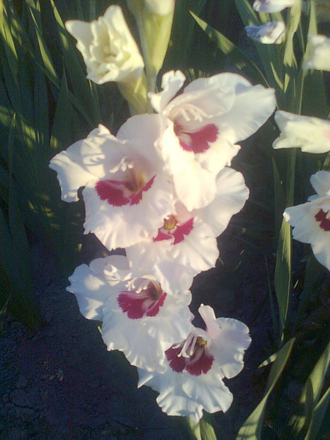 Fiorentina v2 - GLADIOLE - 2014 - 2017