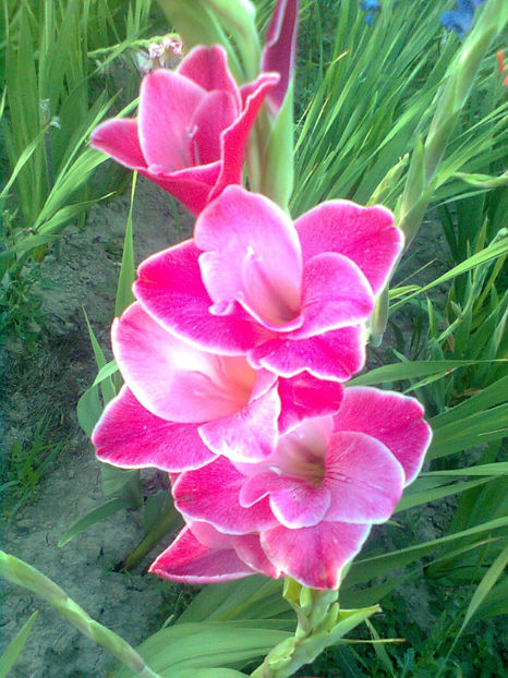 Invitatie - GLADIOLE - 2014 - 2017