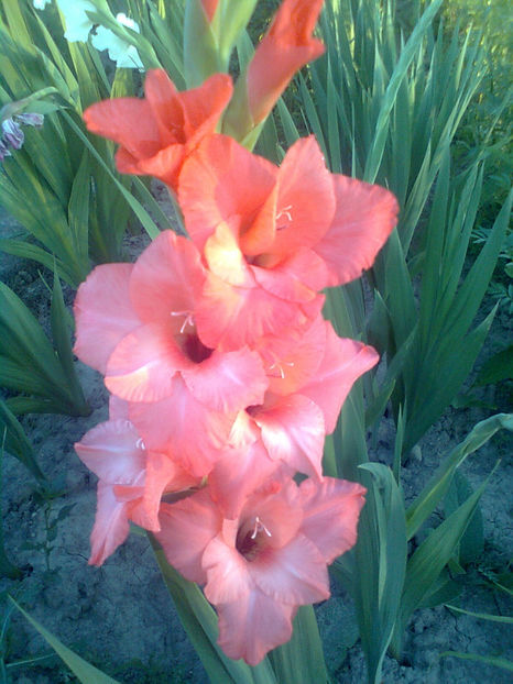  - GLADIOLE - 2014 - 2017