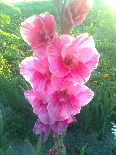  - GLADIOLE - 2014 - 2017