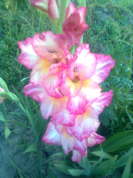 Priscilla - GLADIOLE - 2014 - 2017