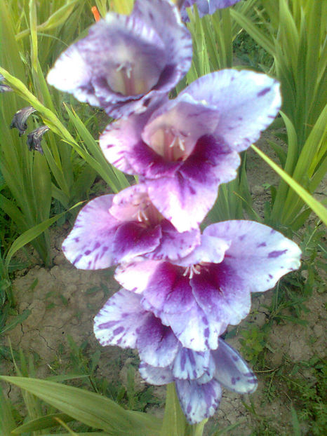 Passos v2 - GLADIOLE - 2014 - 2017