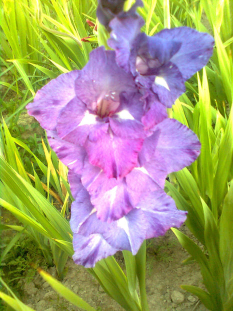 Blue isle - GLADIOLE - 2014 - 2017