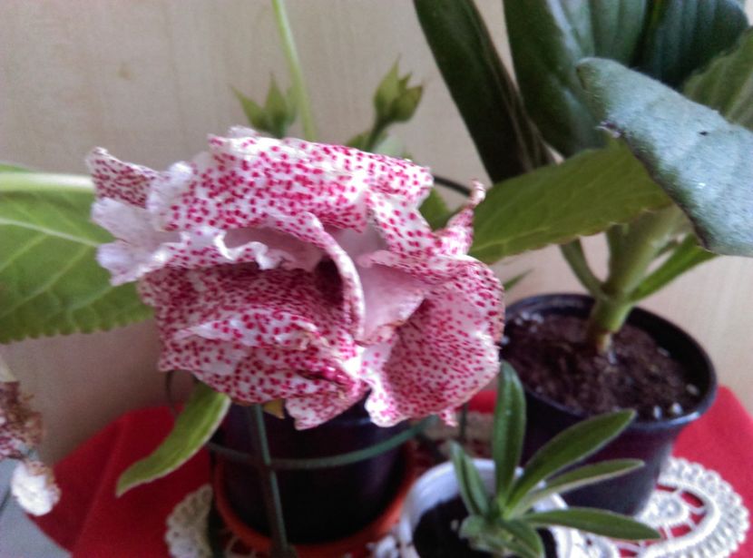  - Colet de la Ninutza 3