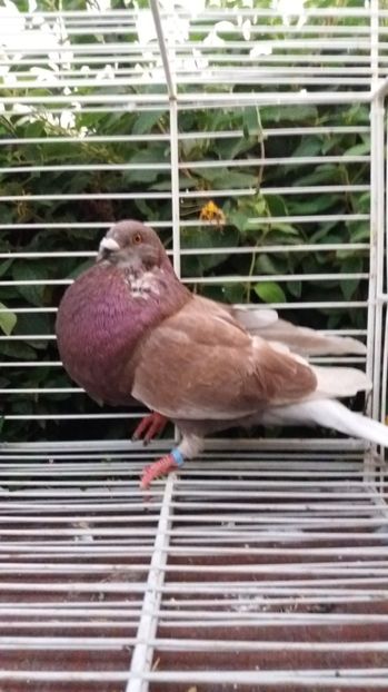 Gaditano de vuelo - Gusati spanioli