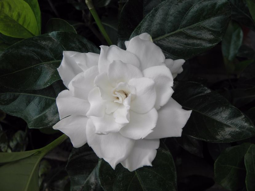 P5110039 - Gardenia - Aimee Yoshioka - First Love