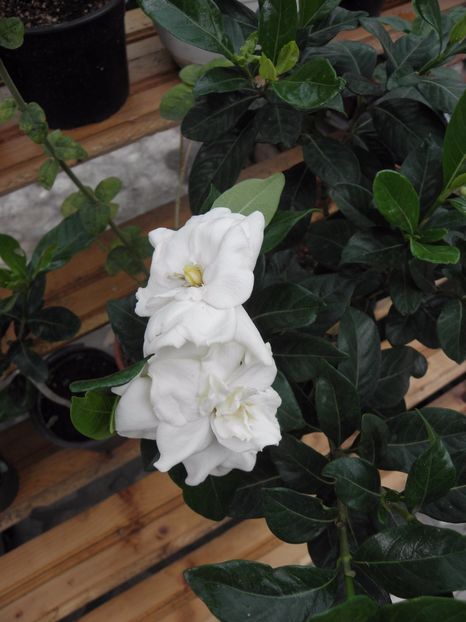 P7010004 - Gardenia - Aimee Yoshioka - First Love