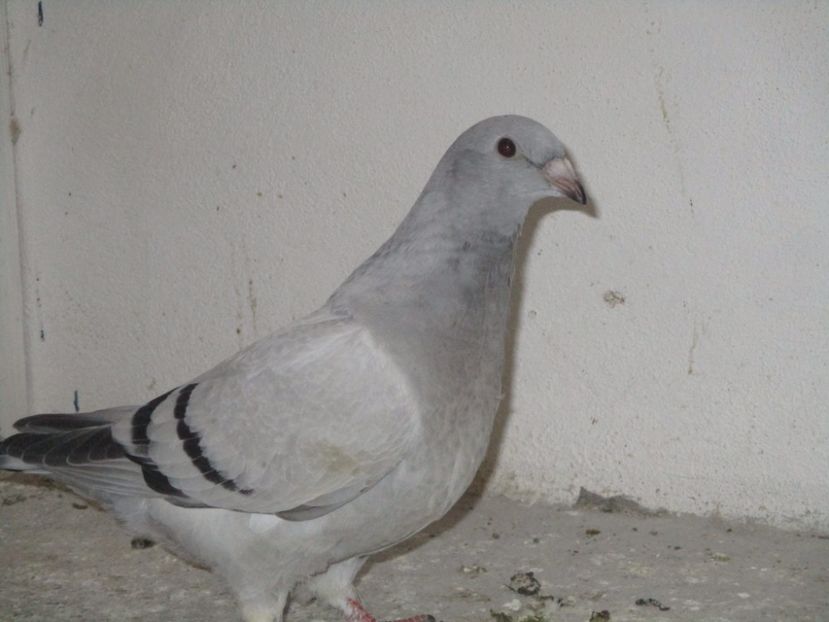 4385-17 - Tineret 2017