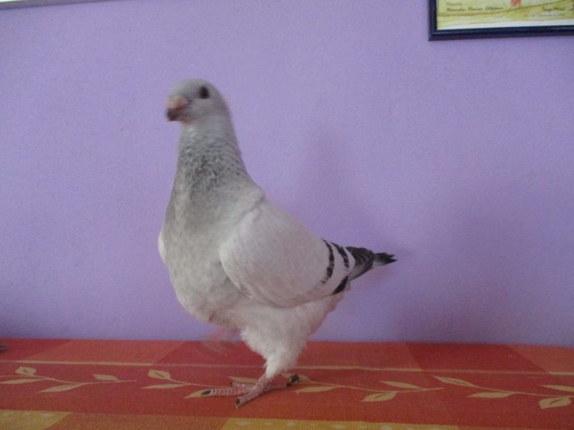 6899-17 - Tineret 2017