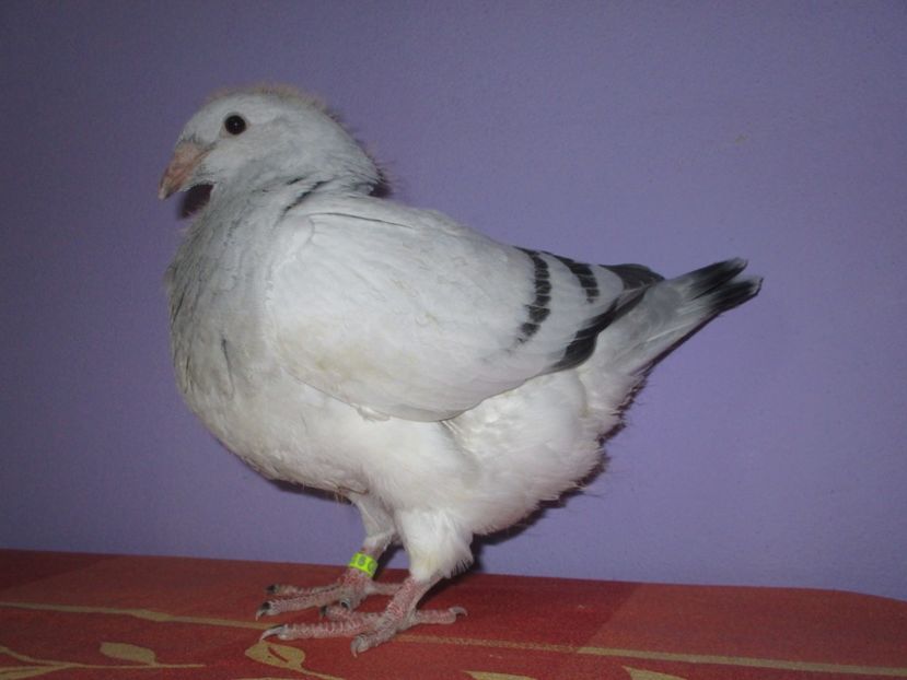 4387-17 - Tineret 2017