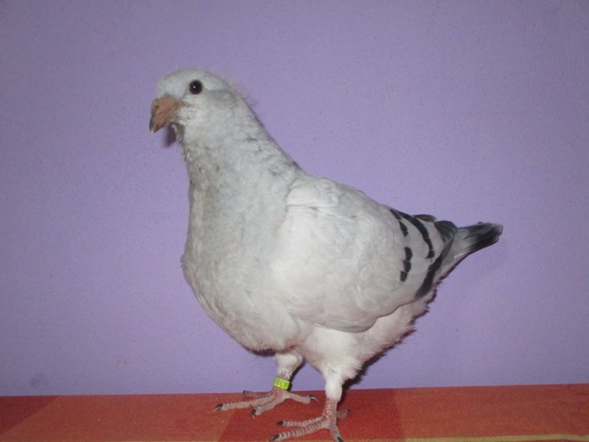 4388-17 - Tineret 2017