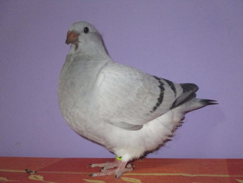 4389-17 - Tineret 2017