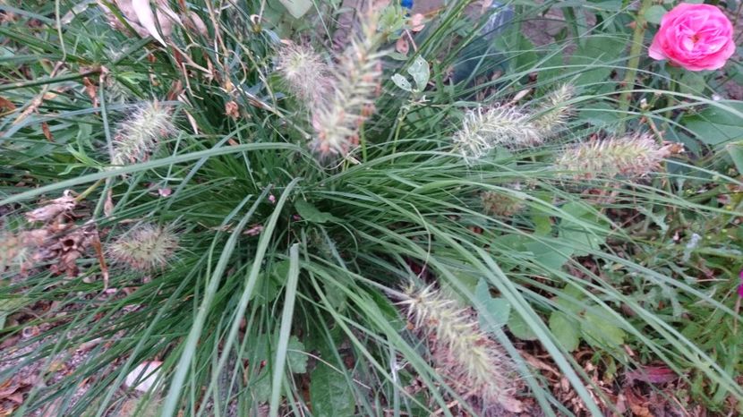 Pennisetum  alopecuroides- - 00 Plante 2018