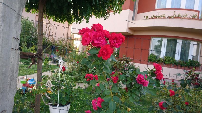  - Gradina august 2017