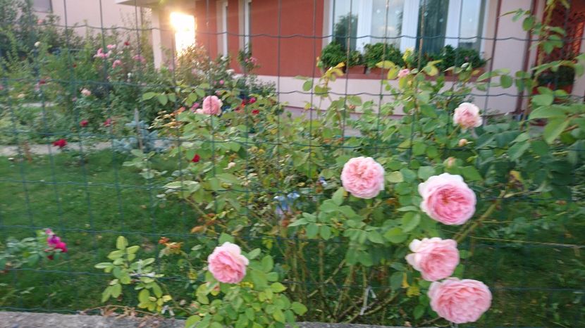  - Gradina august 2017