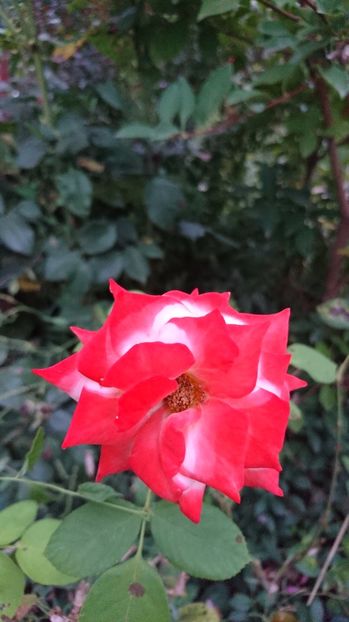  - Gradina august 2017