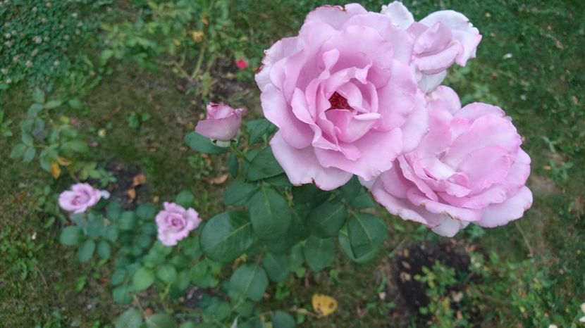  - Gradina august 2017