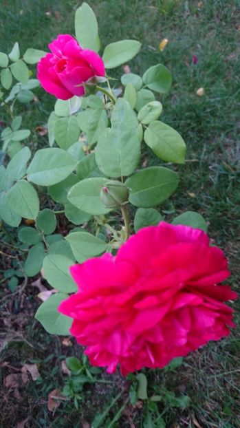  - Gradina august 2017
