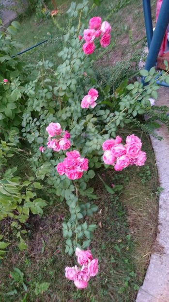  - Gradina august 2017