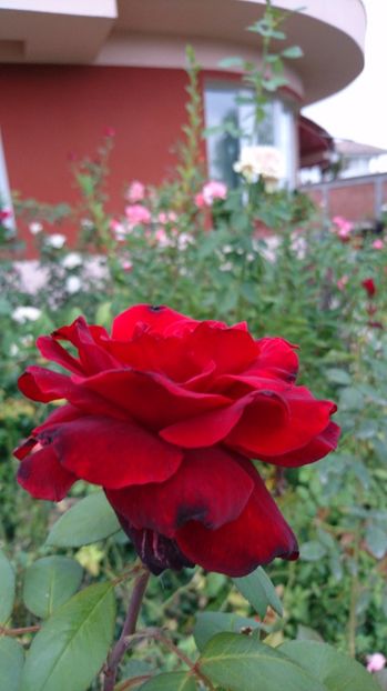  - Gradina august 2017