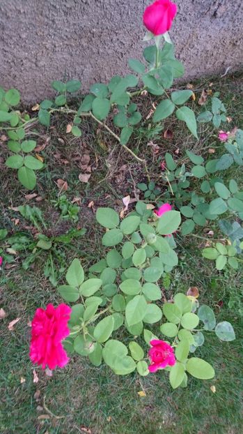  - Gradina august 2017