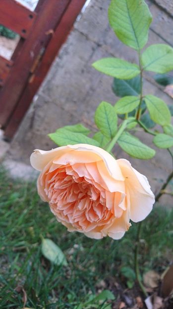 - Gradina august 2017