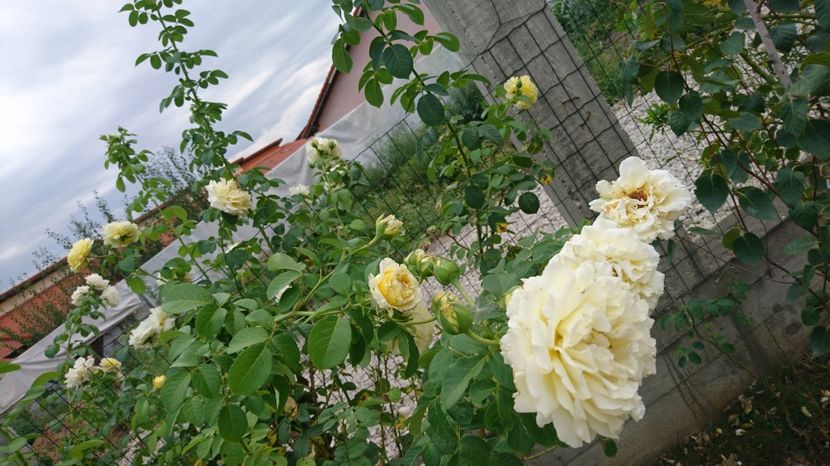  - Gradina august 2017