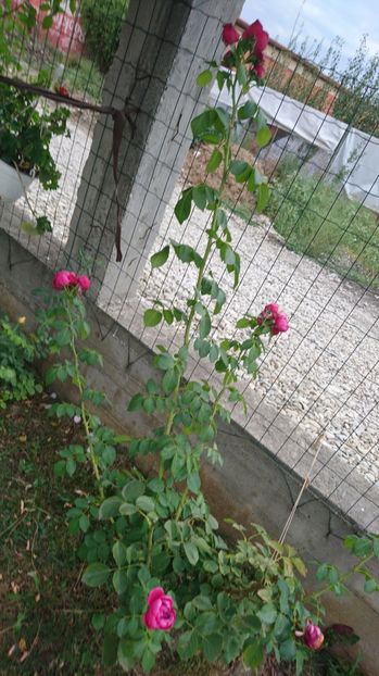  - Gradina august 2017