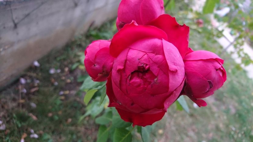  - Gradina august 2017