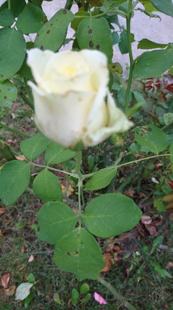  - Gradina august 2017
