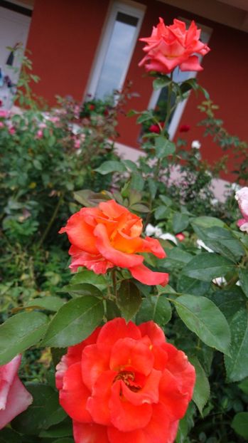  - Gradina august 2017