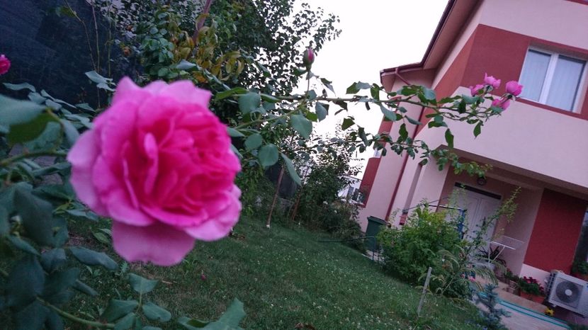  - Gradina august 2017