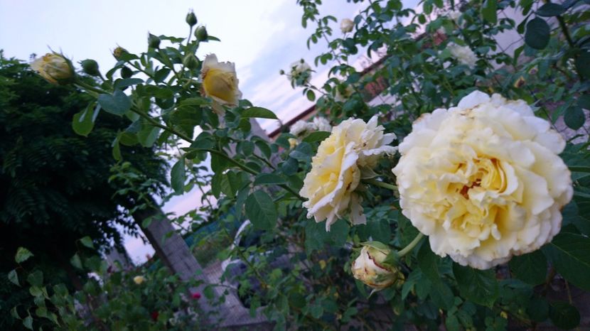  - Gradina august 2017