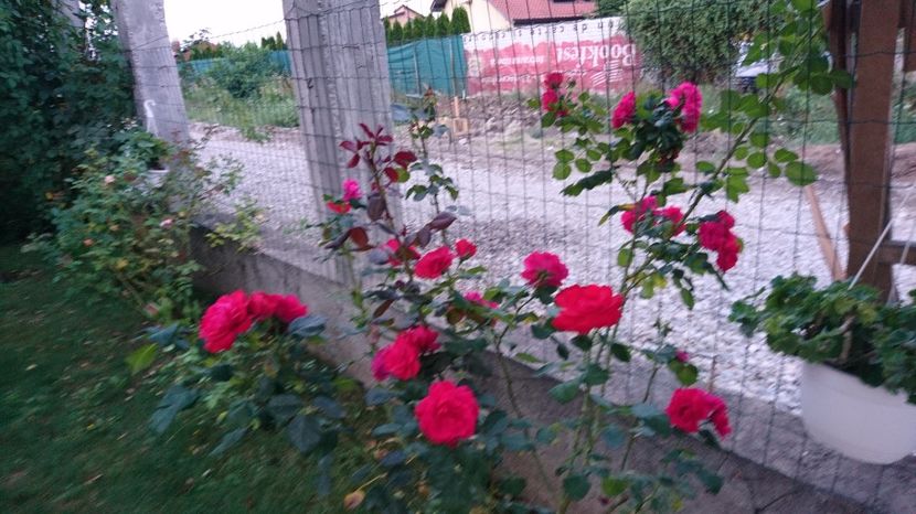  - Gradina august 2017