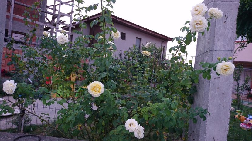  - Gradina august 2017