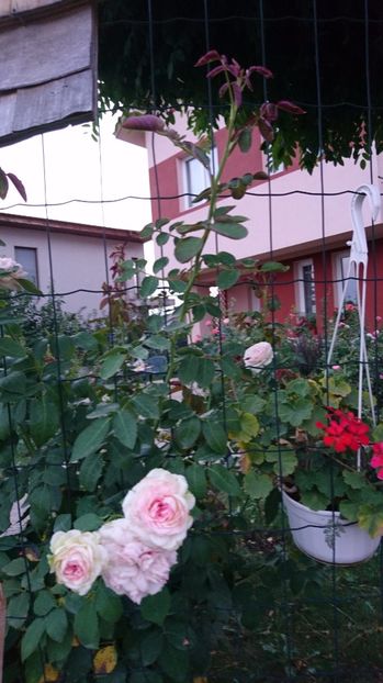  - Gradina august 2017
