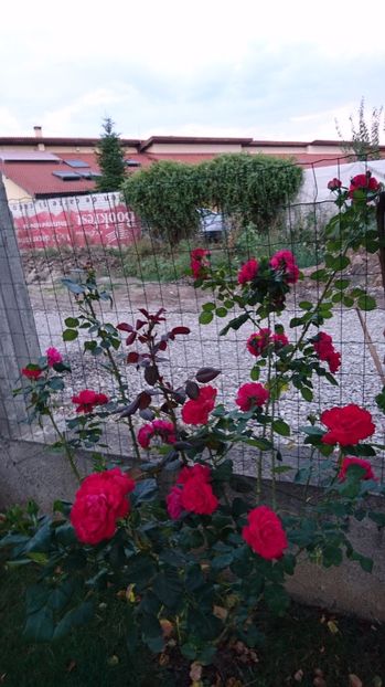  - Gradina august 2017